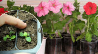 Вирощуємо петунії в домашніх умовах: як правильно це робити, щоб швидко росли та пишно квітнули