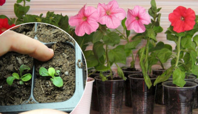 Вирощуємо петунії в домашніх умовах: як правильно це робити, щоб швидко росли та пишно квітнули