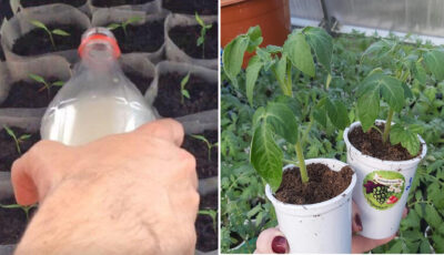 Як правильно та чим поливати розсаду томатів, щоб була міцна та не хворіла