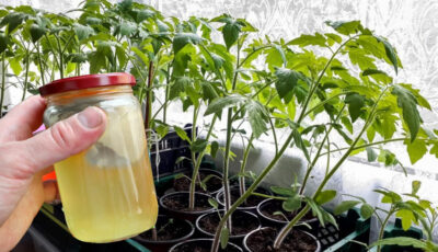 Розчин, який зробить розсаду томатів міцною та стимулюватиме її ріст