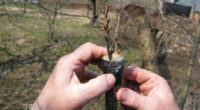 Щеплення плодових дерев весною: як правильно це робити, щоб добре прижилися