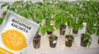 Спосіб використання янтарної кислоти при вирощуванні розсади помідорів
