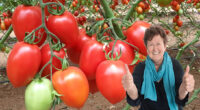 7 кращих сортів помідорів, які завжди садять досвідчені городники