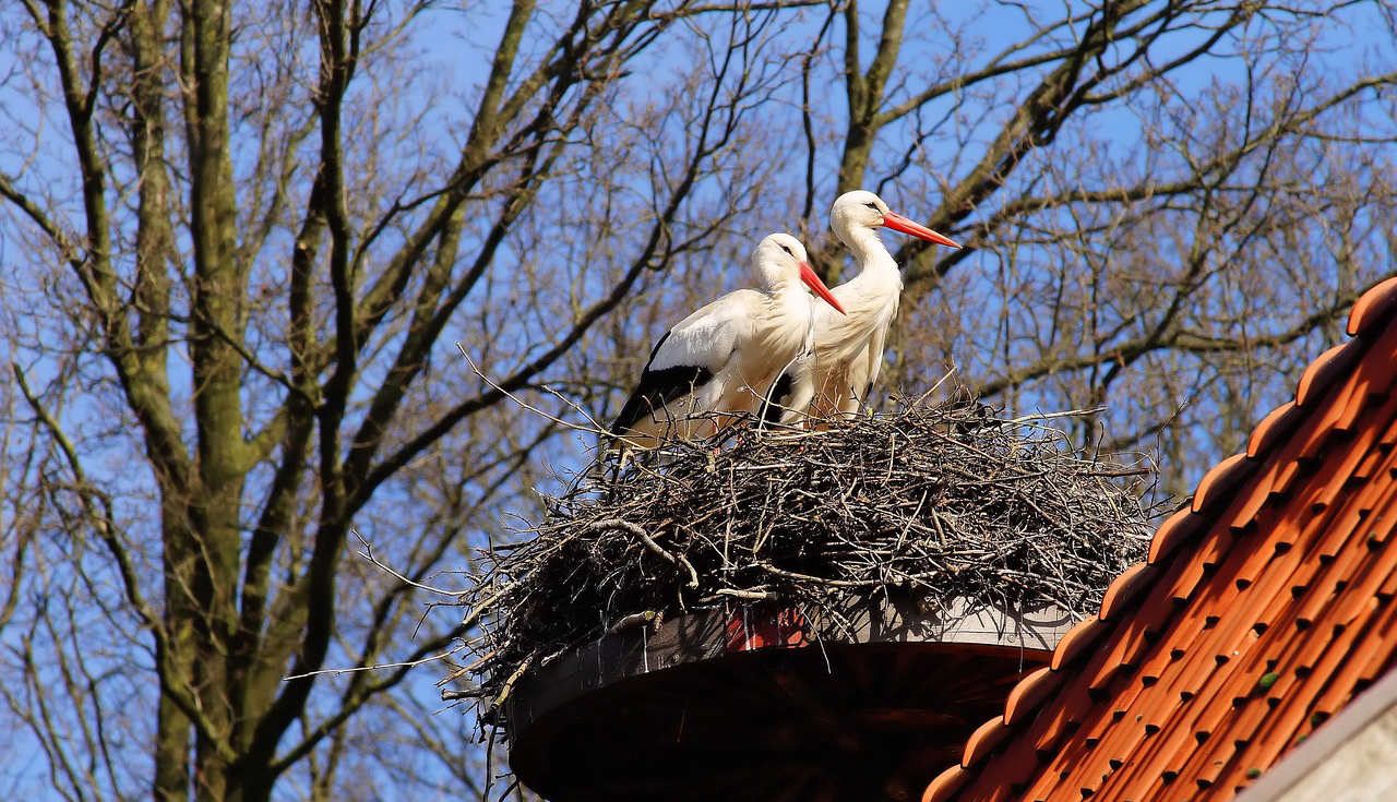 Птахи не просто так в’ють гнізда біля вашого дому: головні причини та на що звернути увагу