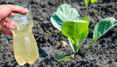 Підживлення розсади капусти: 2 важливі етапи, про які варто знати усім городникам