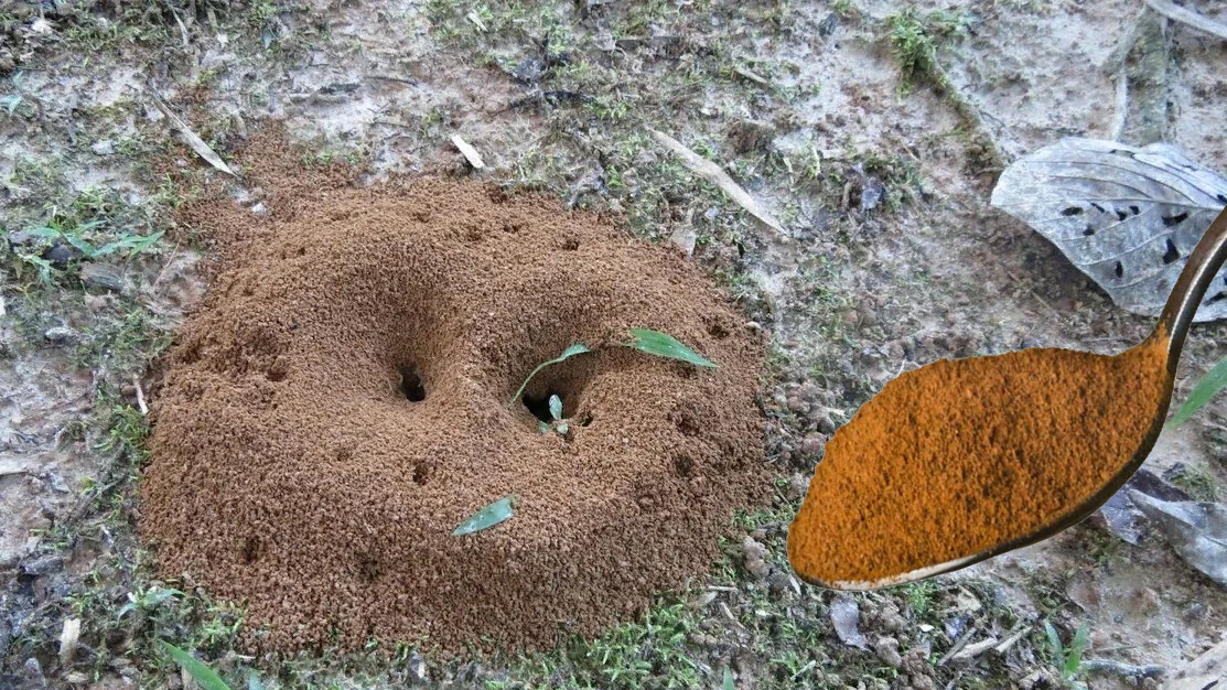 Одна ложка цієї приправи, і більше ніяких мурах на городі