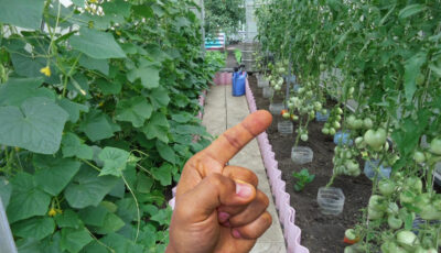 Погані сусіди для огірків. Ніколи не садіть їх поруч, щоб не втратити врожай