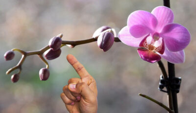 Що потрібно зробити, щоб уся орхідея була обліплена новими квітами