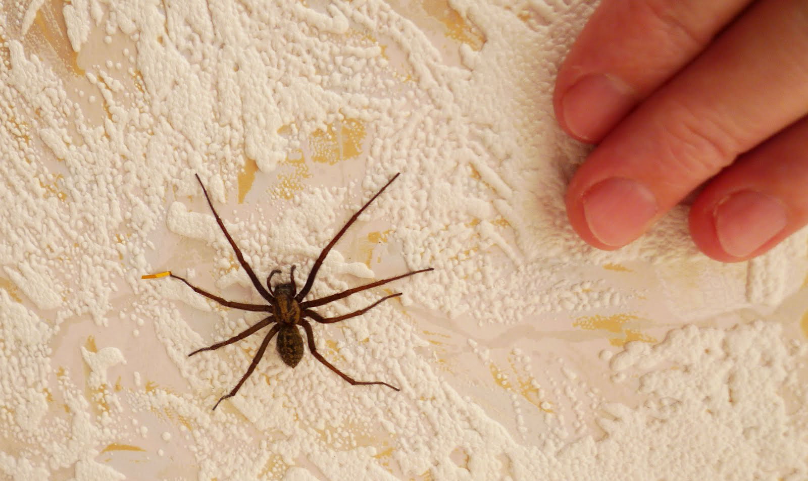 Як позбутися від павуків в домі раз і назавжди. Секрети досвідчених господарів