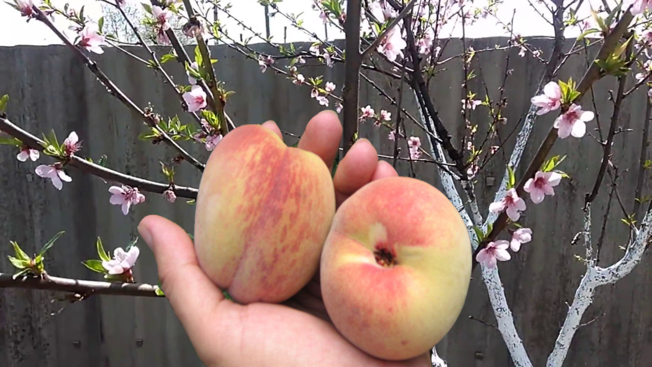 Як правильно доглядати за персиком весною, щоб літом збирати великий врожай
