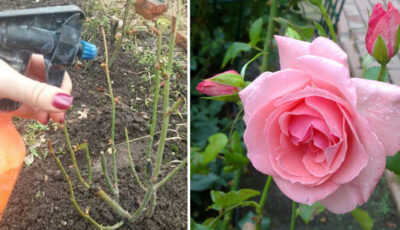 Обробіть цим засобом кущі троянд на початку квітня, щоб шкідники обходили стороною