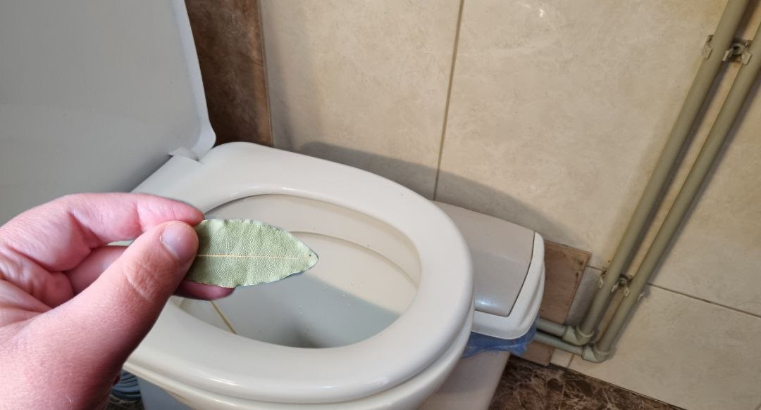 Один такий листок в туалеті, допоможе позбутися багатьох проблем. Господиням на замітку