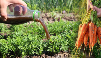 Підживлення моркви: як правильно обрати добриво, щоб отримати гарний врожай
