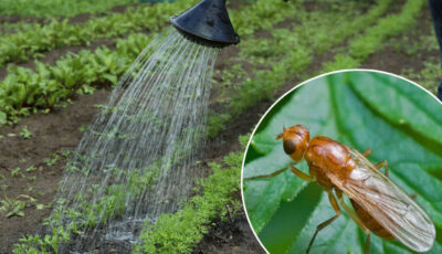 Як захисти врожай від морквяної мухи. Поради та методи досвідчених агрономів