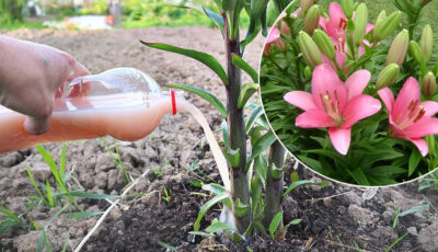 Підживлення лілій в травні: яке саме добриво слід вносити, щоб пишно квітнули
