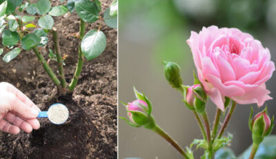 Чим потрібно підживити троянди в травні, щоб пишно квітнули усе літо. Беріть на замітку