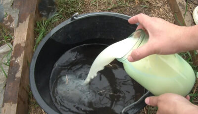 Як за допомогою кислого молока збільшити врожай овочів в рази