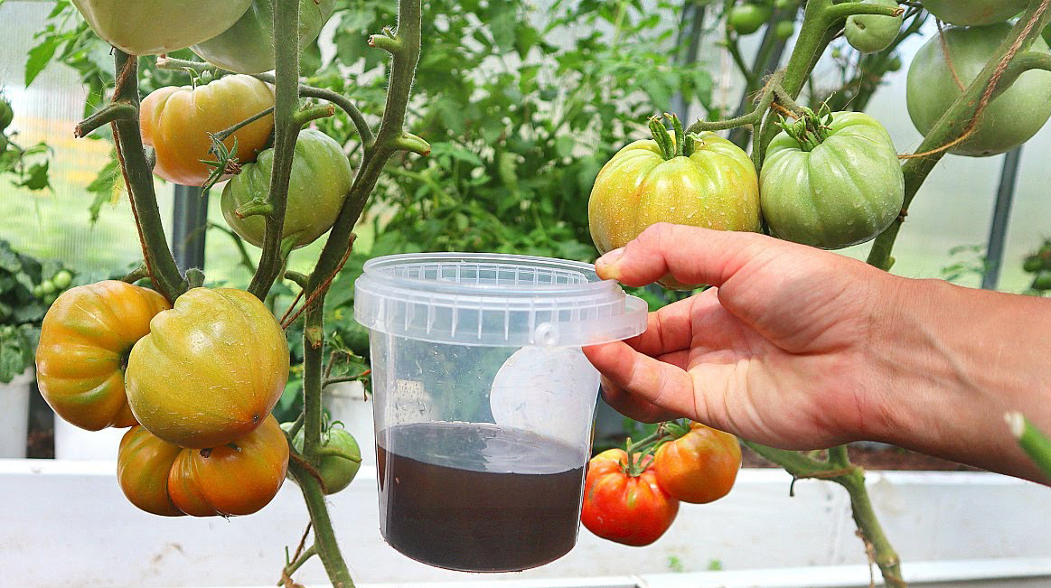 Багато зав’язків на томатах, і ніякої фітофтори. Розчин, яким потрібно підгодувати рослину