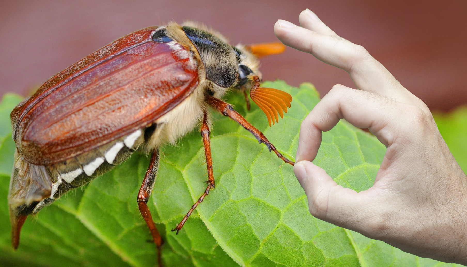 Як позбутися від травневого жука. Прості та ефективні способи