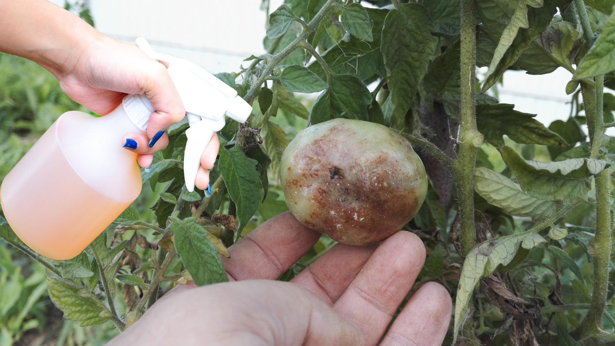 Три дієві способи захисту помідорів від фітофторозу. Беріть на замітку, щоб не втратити врожай