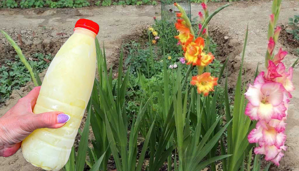Чим підгодувати гладіолуси у червні, щоб пишно квітнули на заздрість всім сусідам