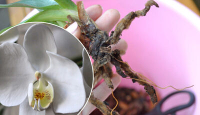 4 головні причини, чому гниє коріння в орхідеї, та що робити, щоб не втратити квітку
