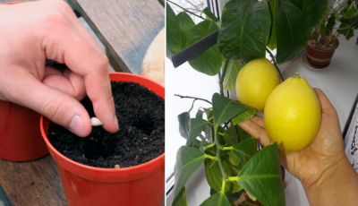 Як виростити лимонне дерево в домашніх умовах. Головні правила та секрети