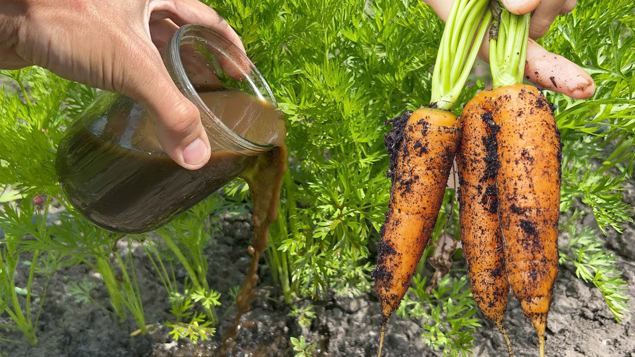 Великий врожай моркви кожного року. А все завдяки цьому натуральному добриву