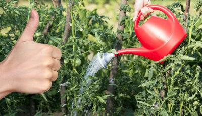 Як часто потрібно поливати помідори: головні помилки, які допускають більшість городників