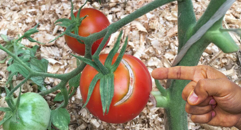 Чому помідори починають тріскатись: головні причини та як цього не допустити