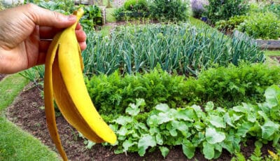 Спосіб приготування добрива із бананової шкірки, яке допоможе збільшити врожай овочів