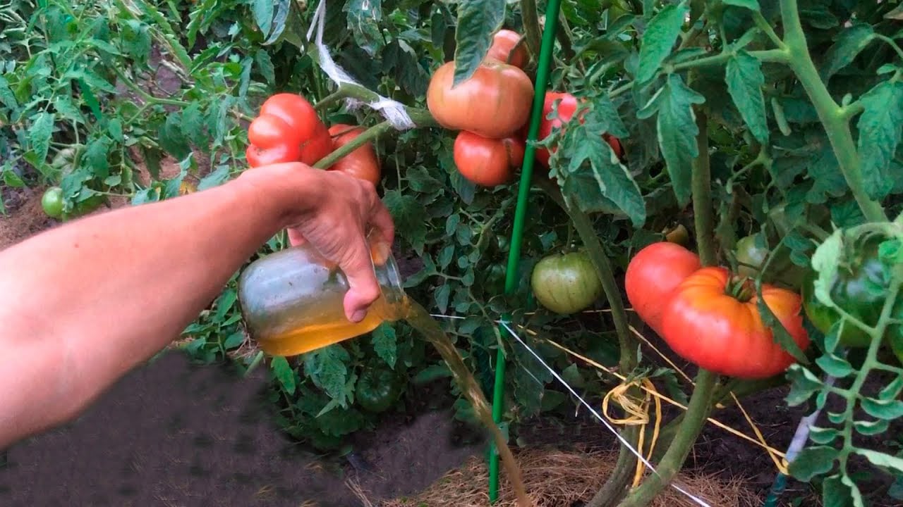 Розчин, яким потрібно побризкати помідори, щоб вони швидко почервоніли