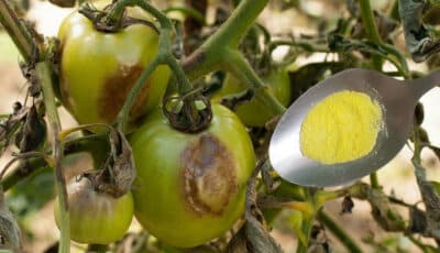 Обробіть помідори цим порошком, щоб захистити їх від фітофтори