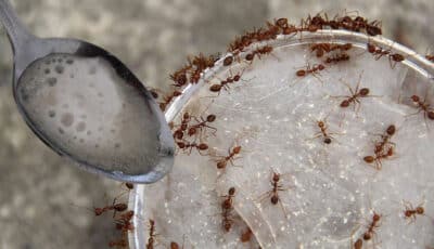 Три способи прогнати мурах із дому. Ще довго не будете їх бачити