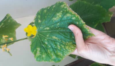 Жовті плями на листках огірків: чим їх обробити, щоб не втратити увесь врожай