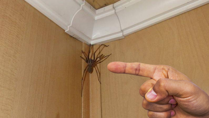 2 способи, які допоможуть прогнати павуків з дому, не завдаючи їм шкоди