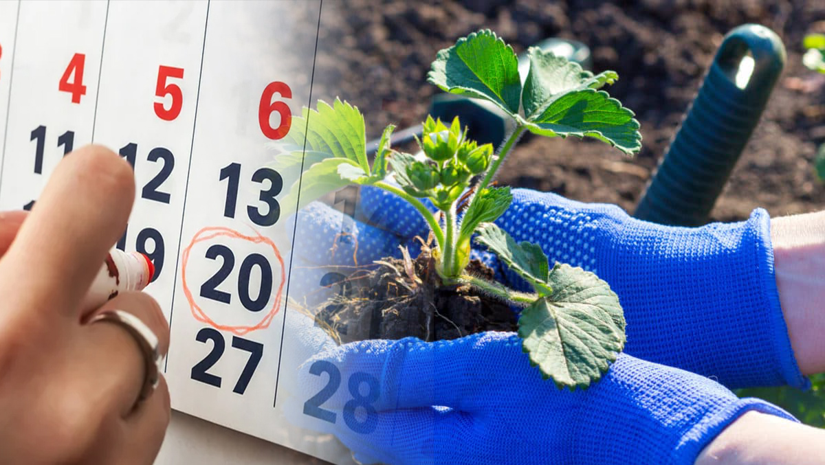 Місячний посівний календар на серпень 2023. Які рослини ще можна посадити, та в які дні це робити