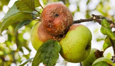 Гниють яблука на дереві: поради, як позбутися цієї проблеми та не лишитись без врожаю