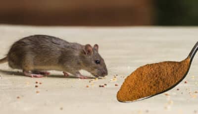4 дієві поради, які допоможуть позбутися від мишей у підвалі, цим самим захистити продукти