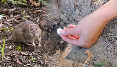 5 дієвих способів прогнати мишей з городу. І не потрібно ніякої хімії