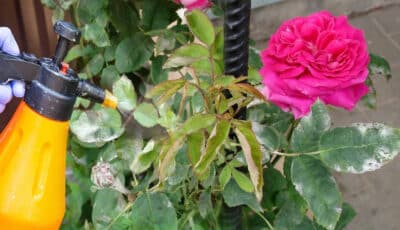 Як подолати борошнисту росу на трояндах. Швидкий та дієвий спосіб