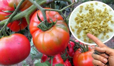 Збираємо насіння помідорів: як правильно це робити, щоб мати на наступний рік своє