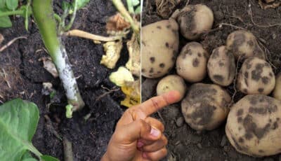 Чому з’являється парша на картоплі, та як з нею боротися, щоб не залишитись без врожаю