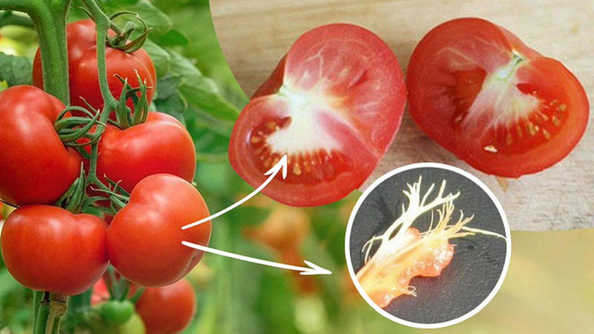 Чому у помідорів утворюються тверді білі прожилки, та як цього не допустити