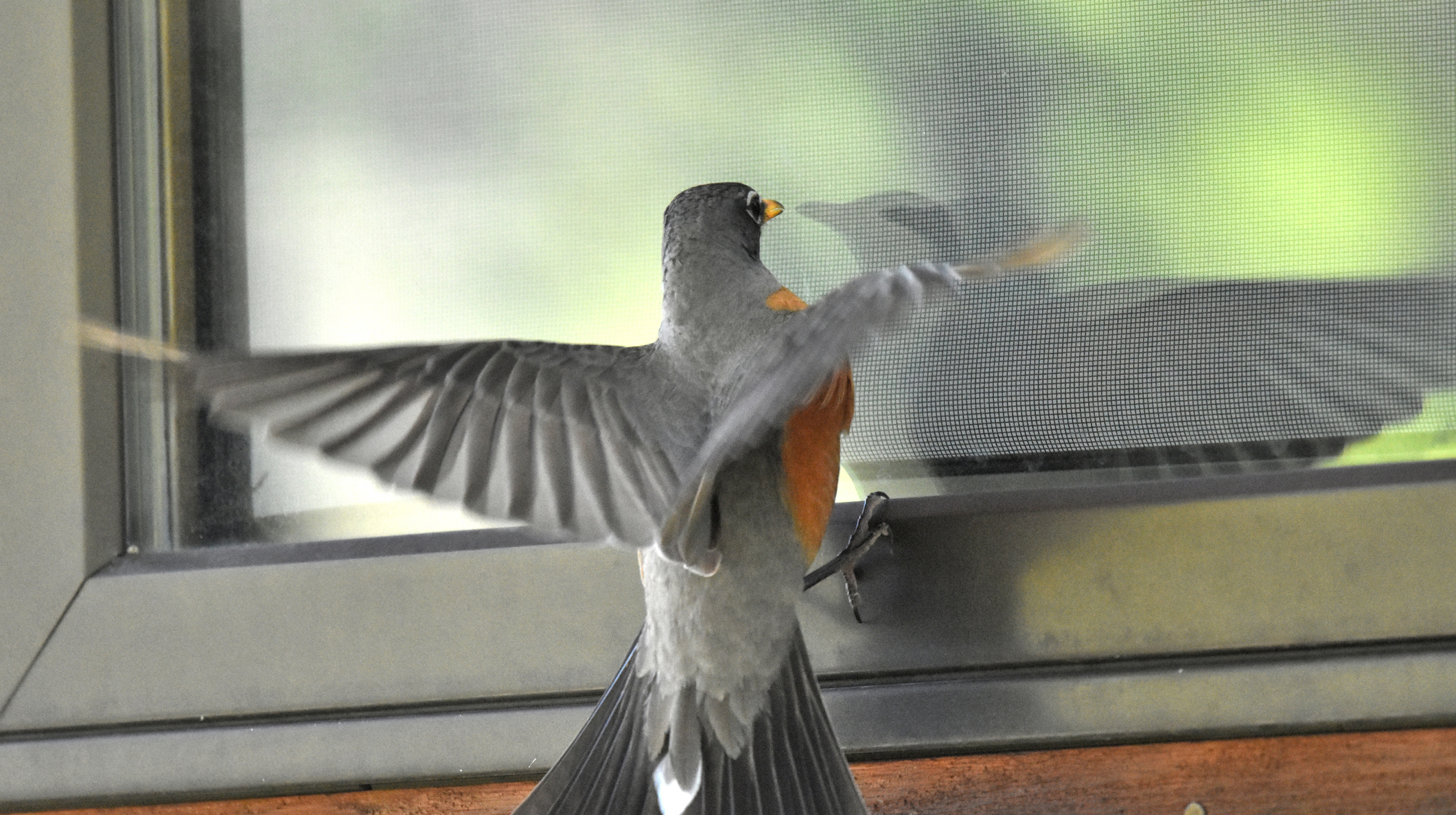 Пташка стукає у вікно: головні причини, та що вона хоче цим сказати господарю