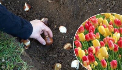 Посадка тюльпанів восени: як правильно це робити, щоб добре прижилися