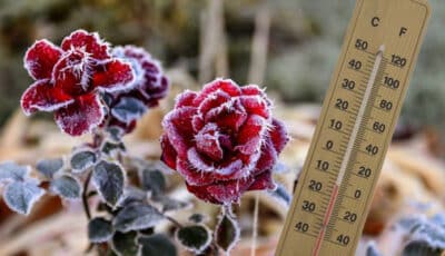 Перші заморозки в Україні вже цими вихідними: у яких областях вдарить до -3 градусів