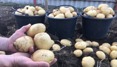 Картопля не гниє та не росте. Новий спосіб зберігання, про який сусід точно не розкаже