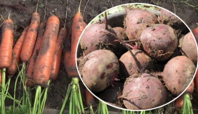 Як довго можна тримати буряк та моркву на городі, та коли краще їх збирати