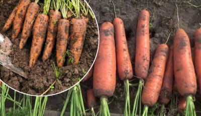 Коли збирати врожай моркви, та як правильно його зберігати. Поради досвідчених городників
